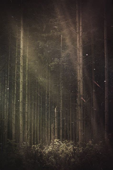 Trees And Fog Haunted Forest Mystical Forest Deep Forest Misty