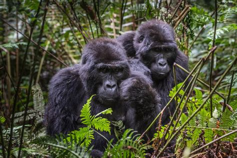 Uganda Mountain Gorilla Adventure Bwindi Impenetrable Forest National