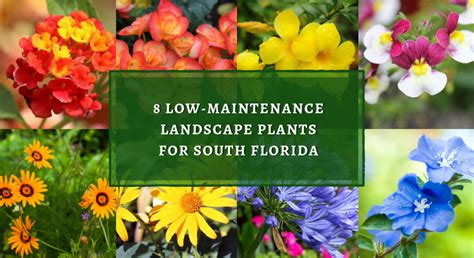 Florida Plants Full Sun Tolerant Full Sun Plants Florida Nursery Mart