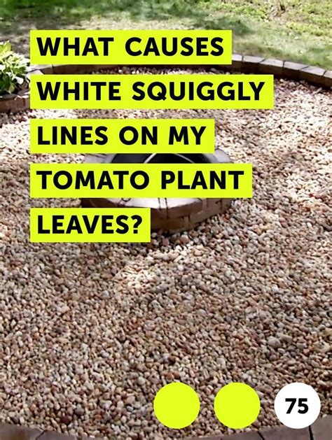 Learn What Causes White Squiggly Lines On My Tomato Plant Leaves How