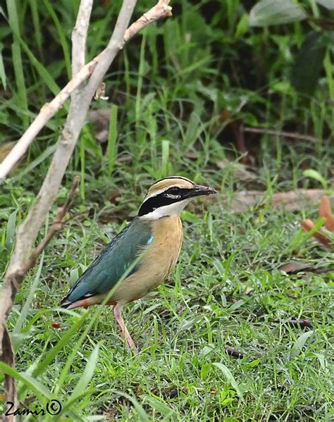 Indian Pitta Pitta Brachyura Adult Local Name Bonshund Flickr