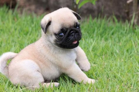 Pug Wallpaper Screensaver Background With Images