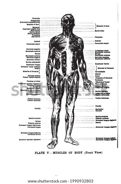 Vertical Anatomy Drawing Text Muscles Body Stock Illustration