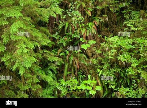 The Verdant Understory Foliage Of An Old Growth Temperate Rainforest