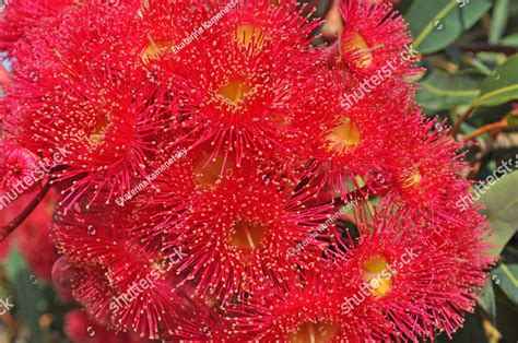 Red Flowers Gum Tree Eucalyptus Phytocarpa Australian Native Close Up