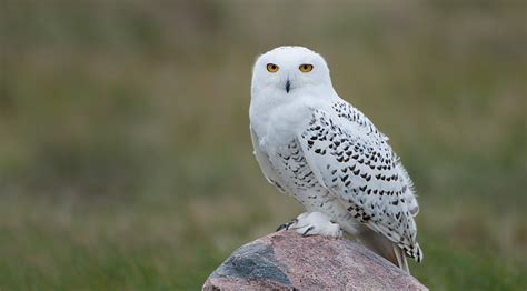These include those that are not really interested in meaty meals and those that are definitely inclined to be carnivorous. Animal You: Snowy Owl