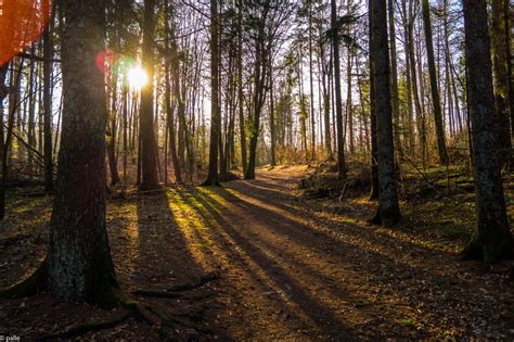 Free Images Landscape Tree Nature Wilderness Branch Sun Trail