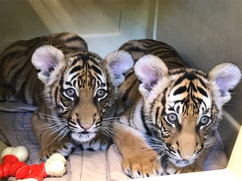 Tiger Cubs Cincinnati Parent Magazine