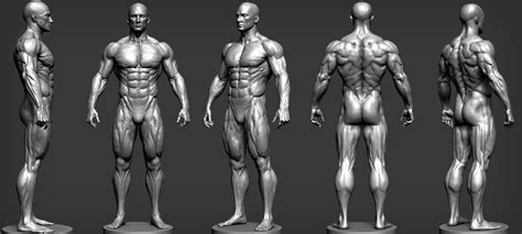 ArtStation Male Anatomy Study Andres Zambrano Художественная