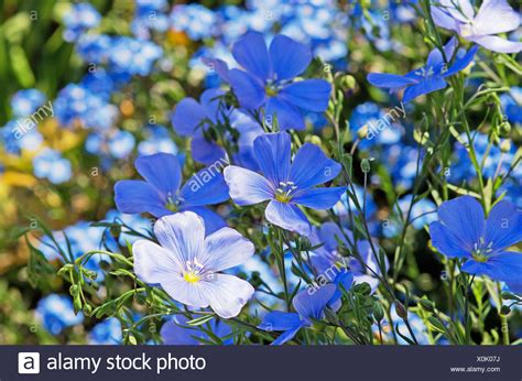 Small Blue Flowers Of Perennial Flax Linum Perenne Stock