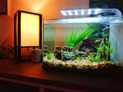 Check spelling or type a new query. How to Clean a Betta Fish Tank: Facts & Simplified Steps