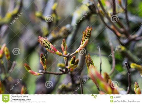 Budding Leaves Stock Image Image Of Spring Seasons 30729777