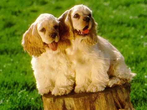 The cylinders bores were attached to the outer case at the 12, 3, 6 and 9 o'clock positions) for greater rigidity around the head gasket. American Cocker Spaniel Breed Guide - Learn about the ...
