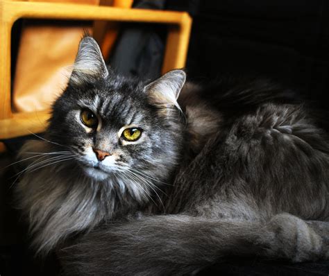 Beautiful Maine Coon Cat With Green Eyes Wallpapers And Images Wallpapers Pictures Photos