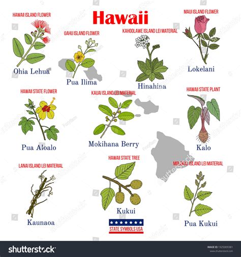 Hawaii Set Usa Official State Symbols เวกเตอร์สต็อก ปลอดค่าลิขสิทธิ์