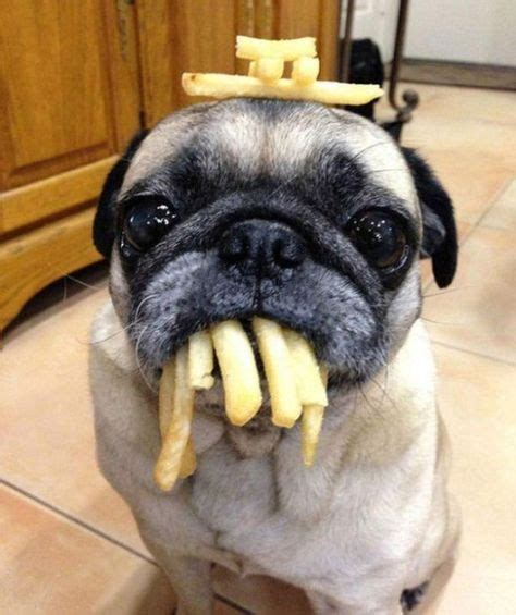59 Silly Random Pictures Of Goofy Animals Having Fun Funny Dog