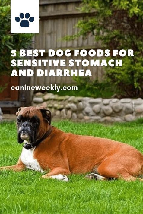Taste of the wild dog food offers all of the essential nutrients your. 5 Best Dog Foods for Sensitive Stomach and Diarrhea [2020 ...