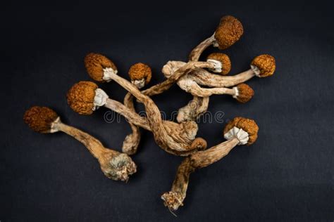 Dry Psilocybin Magic Mushrooms Stock Photo Image Of Drug Medicine