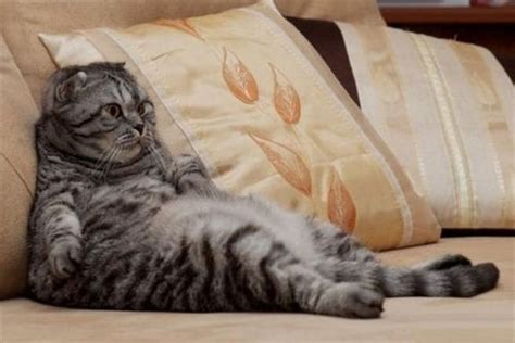 23 Amusingly Lazy Cats In The Ultimate State Of Relaxation