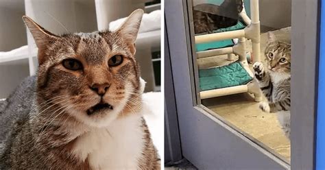 Shelter Cat Was Locked Up In Solitary Confinement For