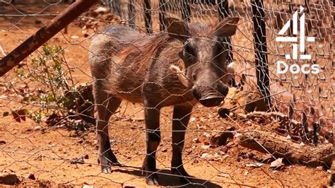 Adorable House Pet Warthog Learns How To Behave Like A Wild Warthog
