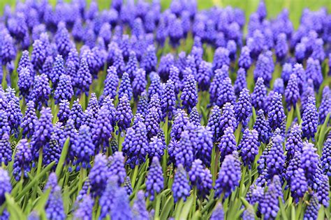 Purple Flowers Are Growing In The Grass