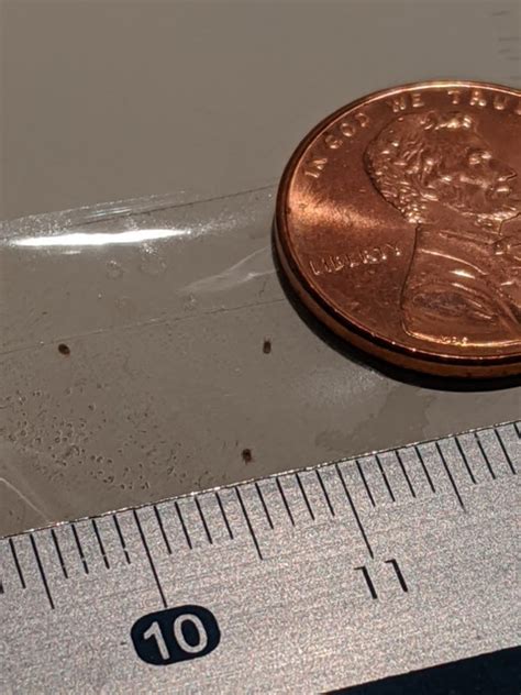 Help Identifying Tiny Bugs