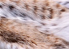 fur, texture of fur skins, fur texture background