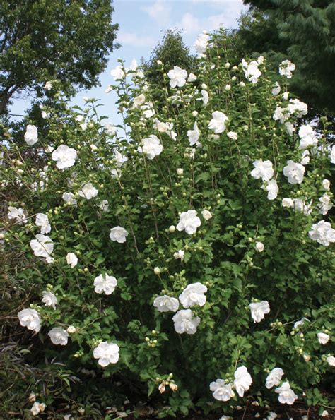 White Chiffon® Rose Of Sharon Rose Of Sharon Tree Rose Of Sharon