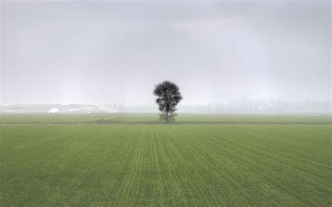 field, Tree, Fog, Landscape Wallpapers HD / Desktop and ...