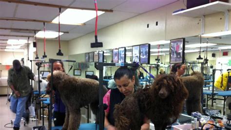 If you have been looking for dog grooming in raleigh and have not visited our salon, please stop by for a. Merryfield School of Pet Grooming - Oakland Park, FL - YouTube