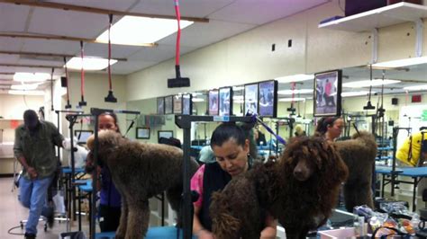 Even pets like to feel nice and clean. Merryfield School of Pet Grooming - Oakland Park, FL - YouTube