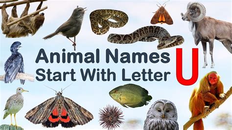 Animal Names Start With Letter U Spelling Picture Vocabulary