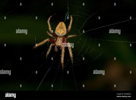 Australian Garden Orb Weaver Spider Eriophora Transmarina Weaves A