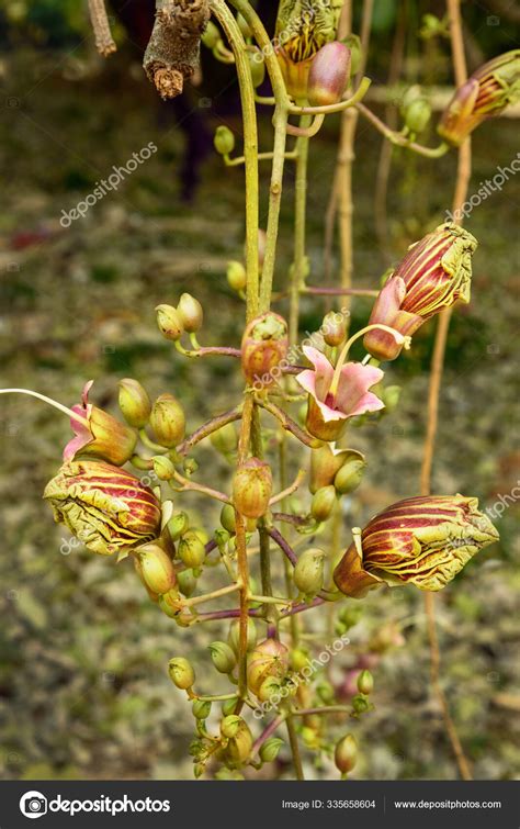 Flower Of Sausage Tree Or Kigelia Africana — Stock Photo