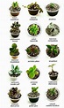 Mejores 25 imágenes de Nombres de plantas en Pinterest en 2018 | Indoor ...