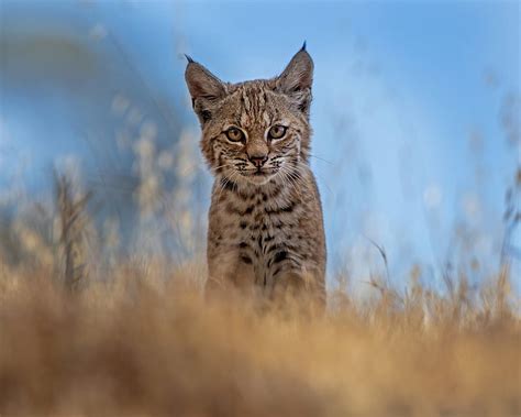 Lynx Nature Grass Animal Hd Wallpaper Peakpx