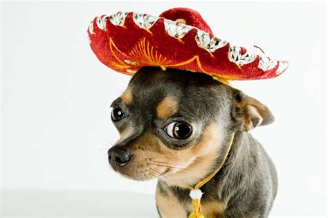 Chihuahua With Sombrero Cute Little Black And Tan Chihuahua With His Red