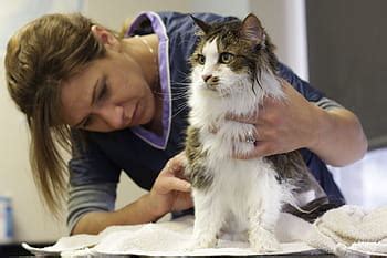Matted cats can be combed out before they are bathed, and this helps soap penetrate their fur and get them cleaner. How to Remove Matted Cat Hair - KittyExpert.com