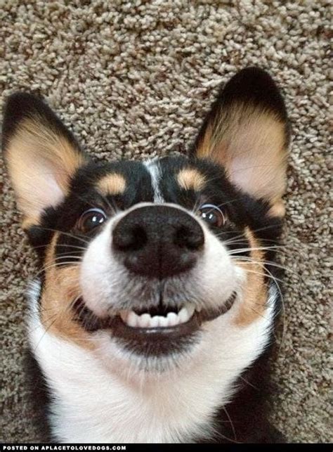 Smiling Dog Funny Cute Memes Puppy Meme Cute Funny Animals