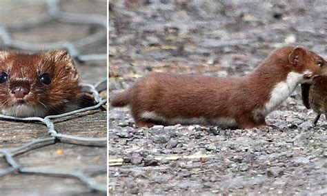 Pop Goes The Weasel Rare Glimpse Of Britains Smallest Carnivore