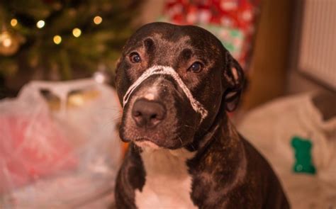 Dog Left With Scars Due To A Too Tight Muzzle Finds A Forever Home