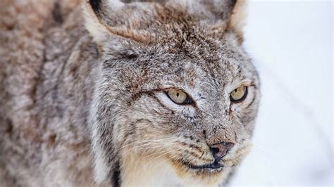 Lynx Wolf Cat Muzzle Wild Animals Widescreen Wallpaper Preview