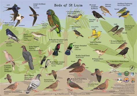 G234 2010 4 Identification Guide For Birds Of St Lucia Flickr