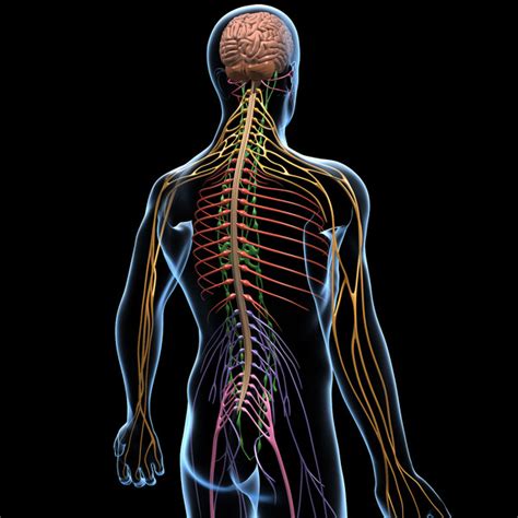 Start studying central nervous system. 3d human nervous systems brain