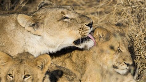 Incredible Moms These Animals Are Some Of The Best Moms On The Planet