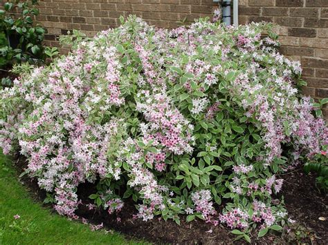 Pinus mugo 'compacta' has dark green needles on dense branches and grows three to four feet tall and two to four feet wide. Dwarf Variegated Weigela - Roots Nursery