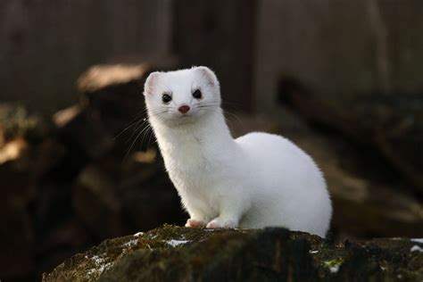 The Stoat Cute Ferrets Mink Animal Animals
