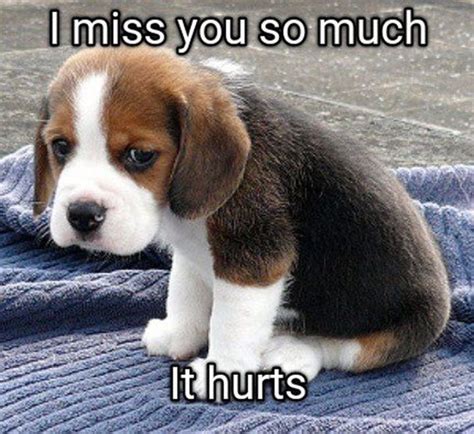100 Of The Best I Miss You Memes To Send To Your Bae Artofit