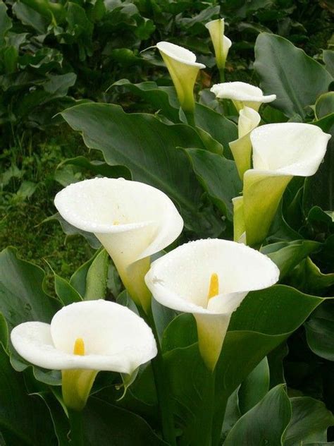 Alcatraz Calla Lily Plants Lily Flower Calla Lily